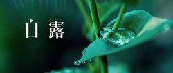 二十四節(jié)氣白露——小露珠奇遇記